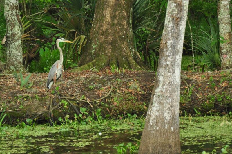 New Orleans: Destrehan Plantation & Airboat Combo Tour - A Deep Dive into the Experience