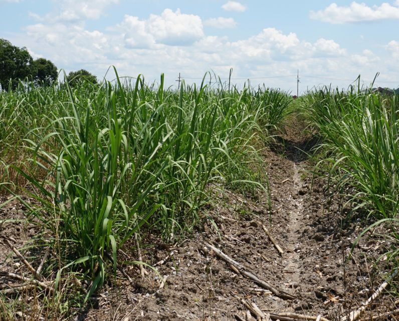 New Orleans: Felicity Plantation Guided Tour - FAQs