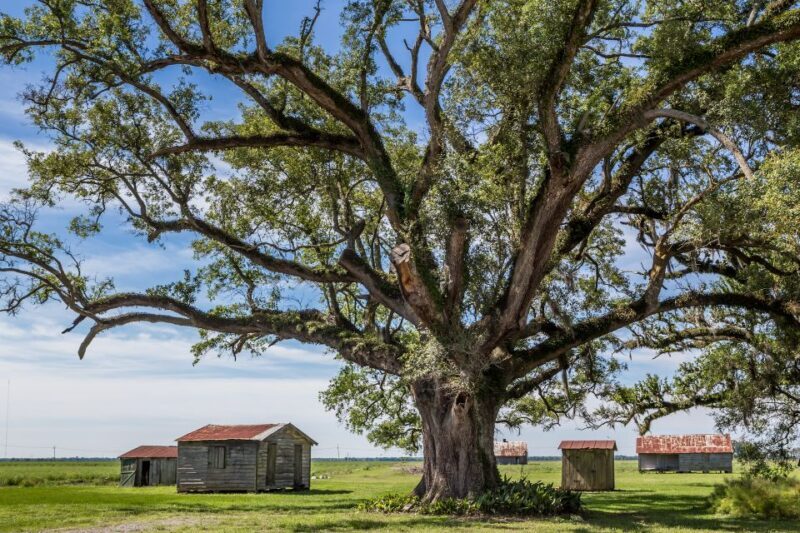 New Orleans: Felicity Plantation Guided Tour - A Detailed Look at the Felicity Plantation Guided Tour