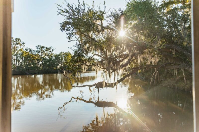 New Orleans: Guided Swamp Cruise by Tour Boat - Key Points