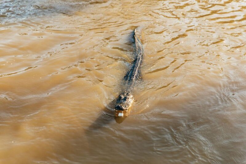 New Orleans: Guided Swamp Cruise by Tour Boat - Starting Point and Transportation