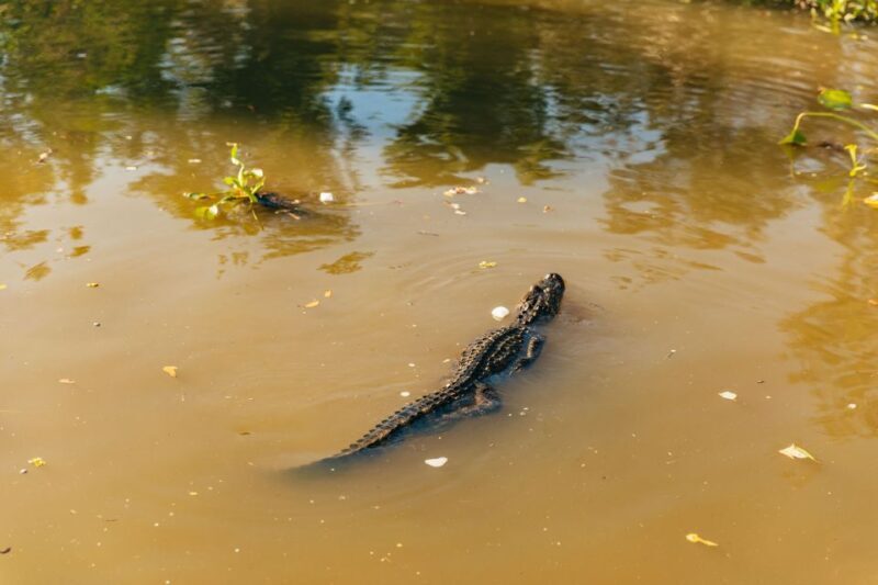 New Orleans: Guided Swamp Cruise by Tour Boat - The Boat Cruise: What to Expect