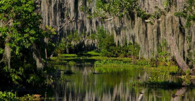 New Orleans: High Speed 16 Passenger Airboat Ride - Final Thoughts: Why Book This Tour?