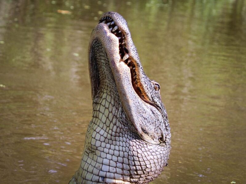 New Orleans: High Speed 16 Passenger Airboat Ride - FAQs