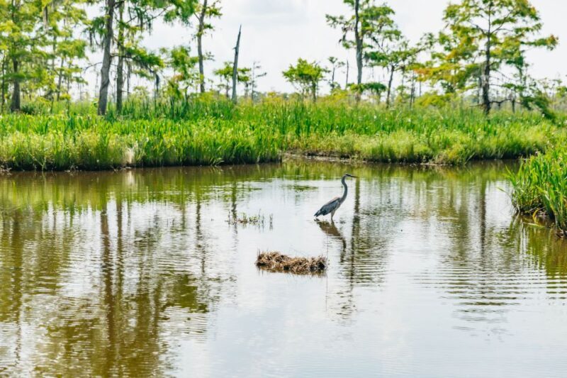New Orleans: High Speed 9 Passenger Airboat Tour - The Value for Money
