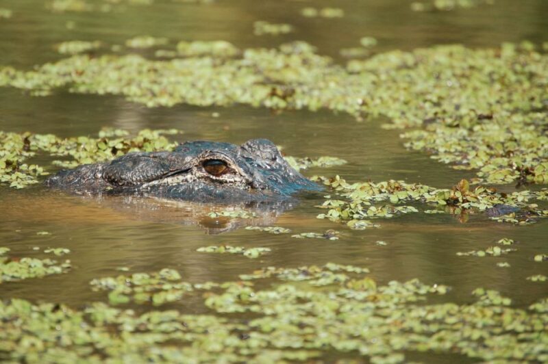 New Orleans: High Speed 9 Passenger Airboat Tour - Practical Tips for Travelers