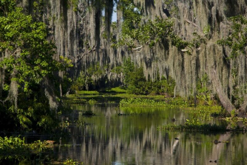 New Orleans: High Speed 9 Passenger Airboat Tour - Why This Tour Works Well