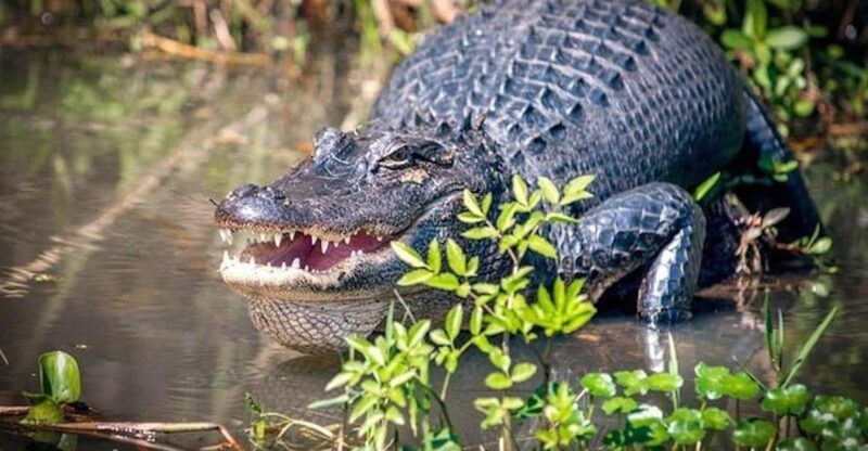 New Orleans: Honey Island Swamp and Bayou Boat Tour - An In-Depth Look at the Honey Island Swamp and Bayou Tour