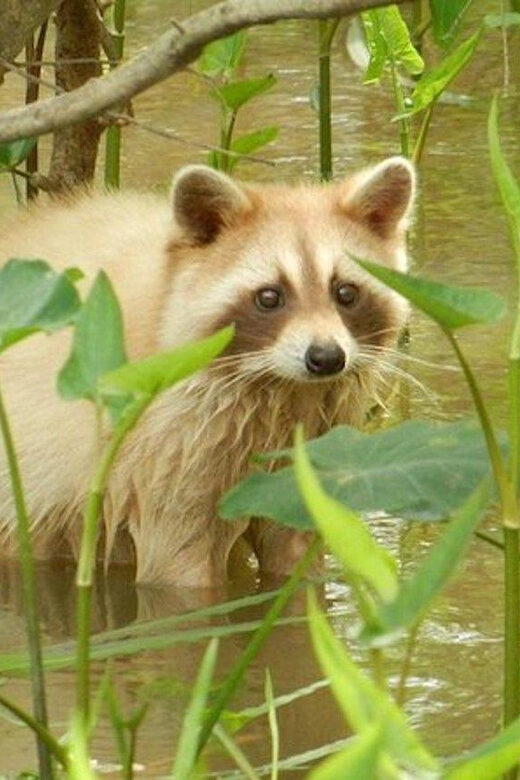 New Orleans: Honey Island Swamp and Bayou Boat Tour - Final Thoughts: Is the Honey Island Swamp Tour Worth It?