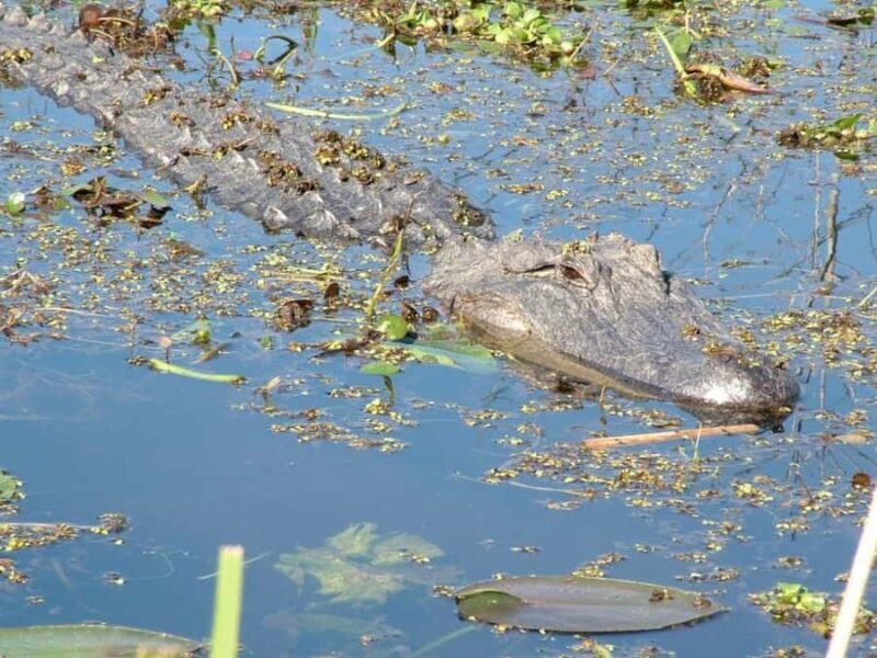 New Orleans: Honey Island Swamp Tour - Who Would Love This Experience?