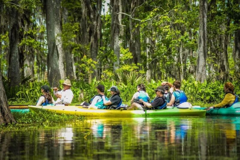 New Orleans: Manchac Magic Kayak Swamp Tour - An In-Depth Look at the Manchac Magic Kayak Swamp Tour