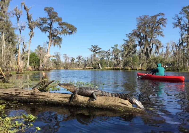 New Orleans: Manchac Swamp Wildlife Kayaking Tour - The Sum Up