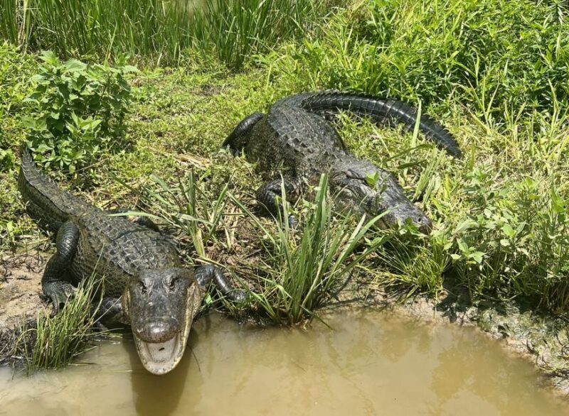 New Orleans: Oak Alley or Laura Plantation & Airboat Tour - Authentic Experiences & Real Reviews