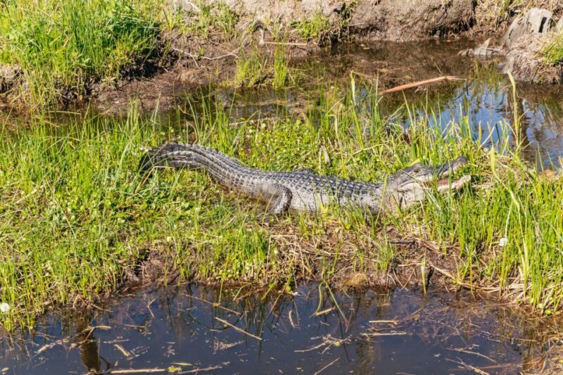 New Orleans: Oak Alley Plantation & Airboat Swamp Combo Tour - Final Thoughts