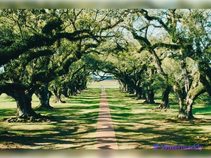 New Orleans: Oak Alley Plantation and Katrina City Tour - Key Points
