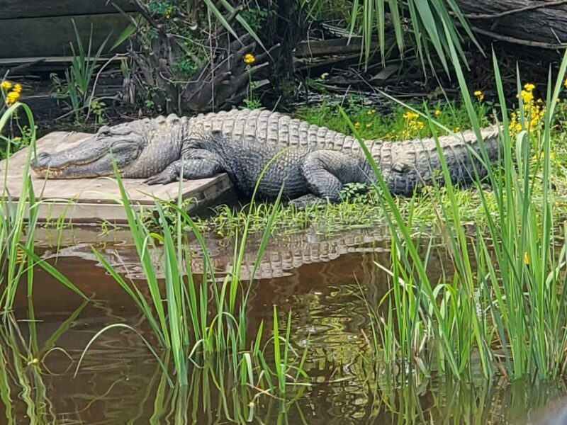 New Orleans: Oak Alley Plantation -N- Swamp Tour Full Day - The Experience from a Traveler’s Perspective