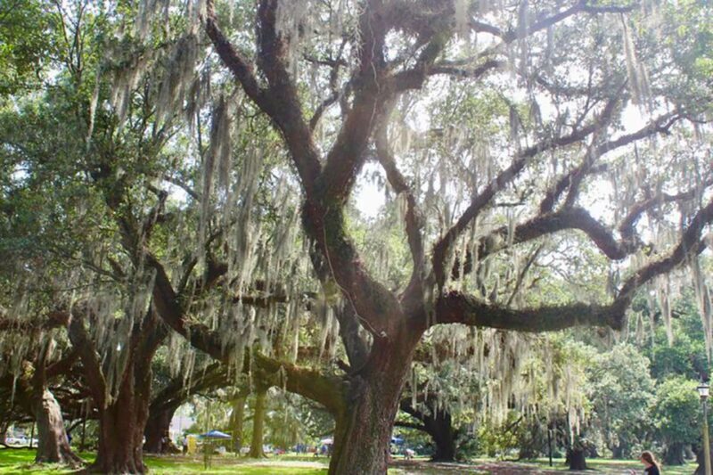 New Orleans: Scenic City Bike Tour - Who Is This Tour Best For?