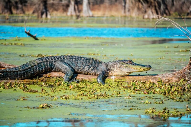 New Orleans: Single Plantation and Pontoon Swamp Day Trip - Practical Tips and Considerations