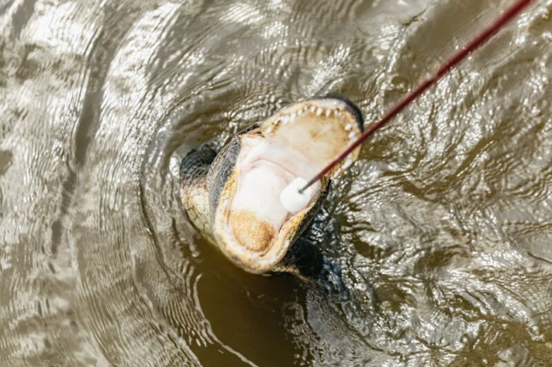New Orleans: Swamp & Bayou Boat Tour with Transportation - Authentic Insights from Guests