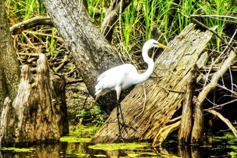 New Orleans: Swamp Boat Ride and Historic Plantation Tour - A Deep Dive into the Experience