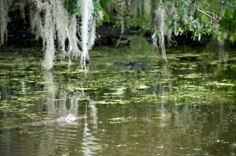 New Orleans: Swamp Tour on Covered Pontoon Boat - Who Should Consider This Swamp Tour?