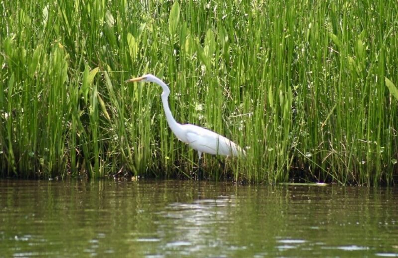 New Orleans: Swamp Tour on Covered Pontoon Boat - Final Thoughts