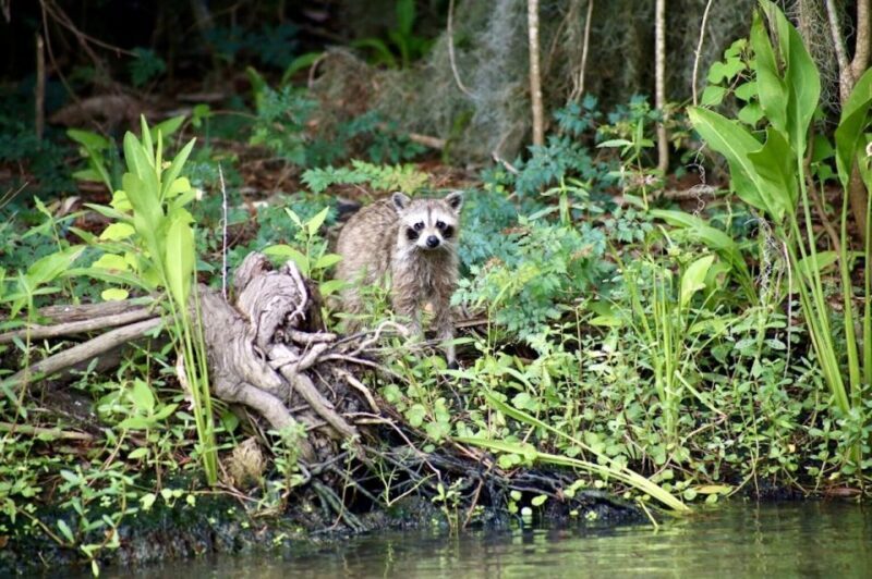 New Orleans: Swamp Tour on Covered Pontoon Boat - FAQs