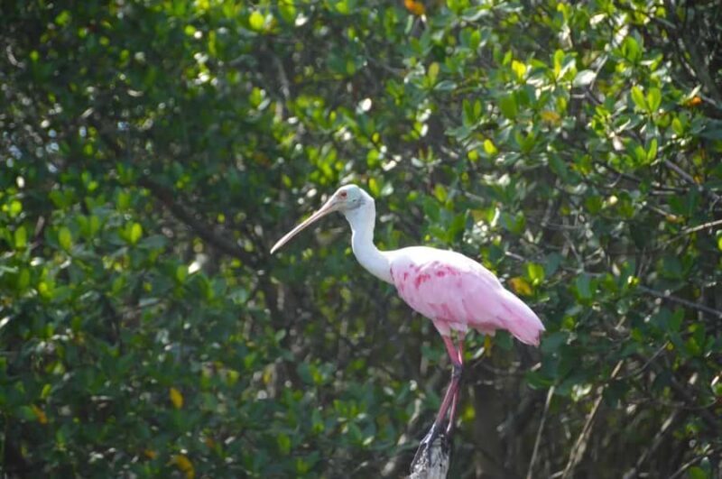 New Smyrna Beach: Guided Clear Kayak Tour with Wildlife - A Detailed Look at the Experience