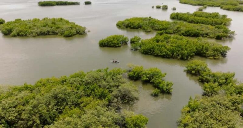 New Smyrna Beach: Guided Clear Kayak Tour with Wildlife - Practical Details and Considerations