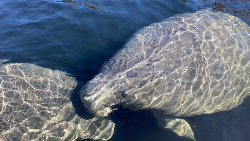 New Smyrna: Half-Day Guided SUP or Kayak Waterways Tour - Key Points