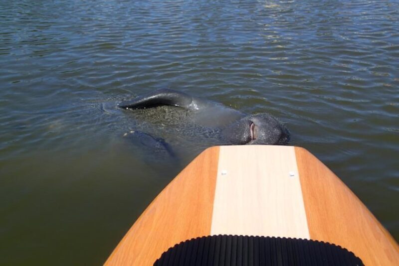 New Smyrna: Half-Day Guided SUP or Kayak Waterways Tour - Final Thoughts