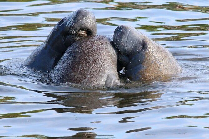 New Smyrna Mangrove Paddle & Mimosa Tour - Final Thoughts: Who Will Love This Tour?