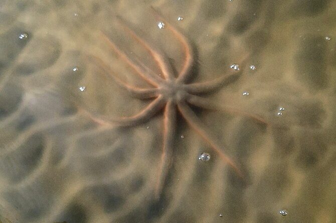 New Smyrna Mangrove Paddle & Mimosa Tour - Frequently Asked Questions