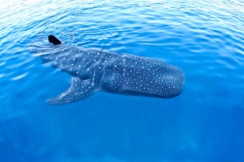 New Whale Shark Encounter Experience in Cancun !! - New Whale Shark Encounter Experience in Cancun: A Complete Review