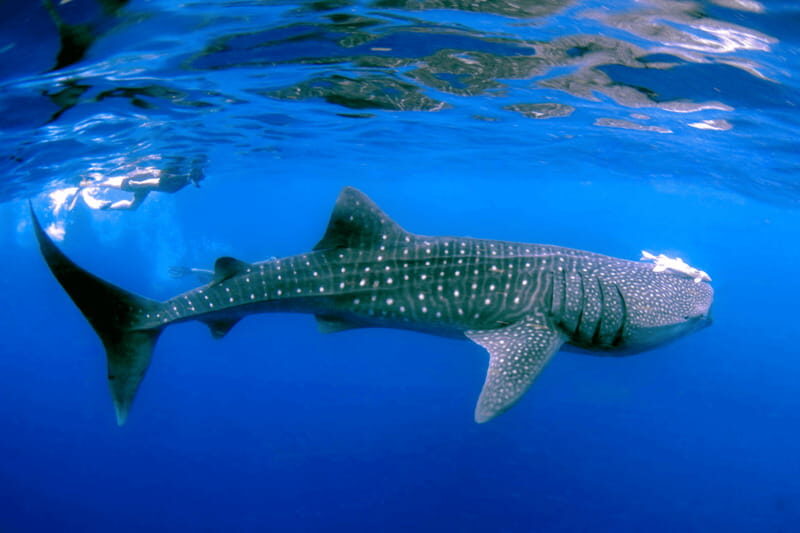 New Whale Shark Encounter Experience in Cancun !! - Key Points