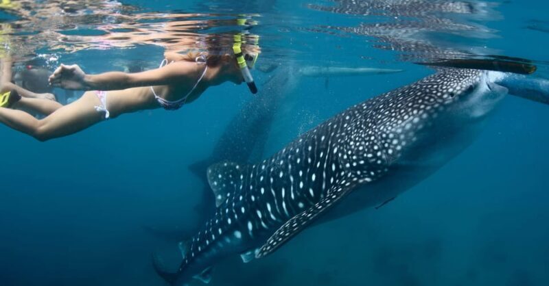 New Whale Shark Encounter Experience in Cancun !! - The Sum Up