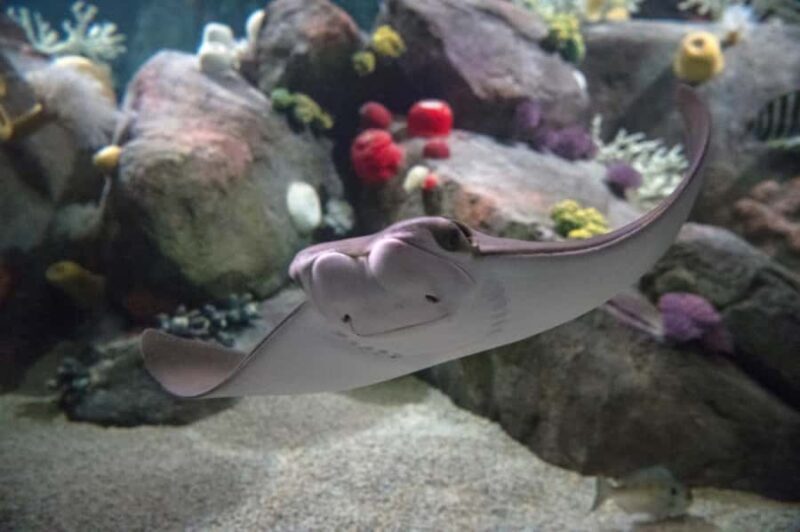 New York Aquarium Entry Ticket - Key Points