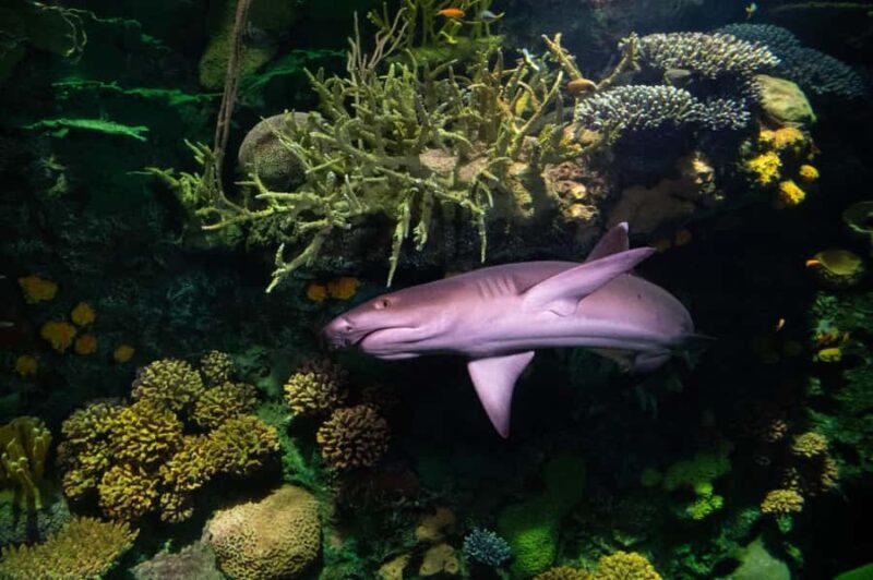 New York Aquarium Entry Ticket - An In-Depth Look at the New York Aquarium Experience