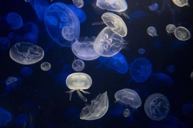 New York Aquarium Entry Ticket - Final Thoughts