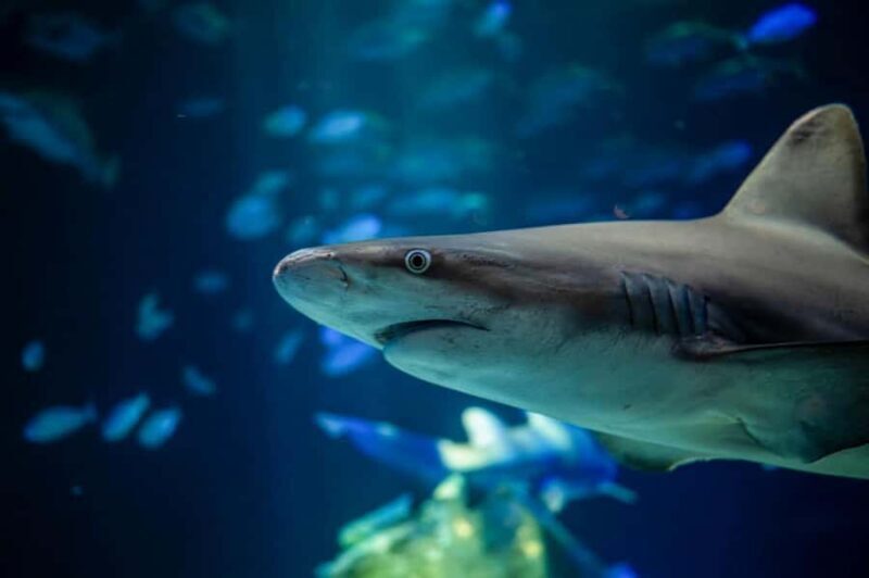 New York Aquarium Entry Ticket - FAQ