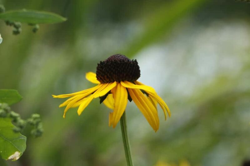 New York: Central Park Selfie Tour with Photographer - FAQ