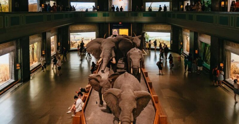 New York City: American Museum of Natural History Ticket - An In-Depth Look at the Museum and Its Exhibits