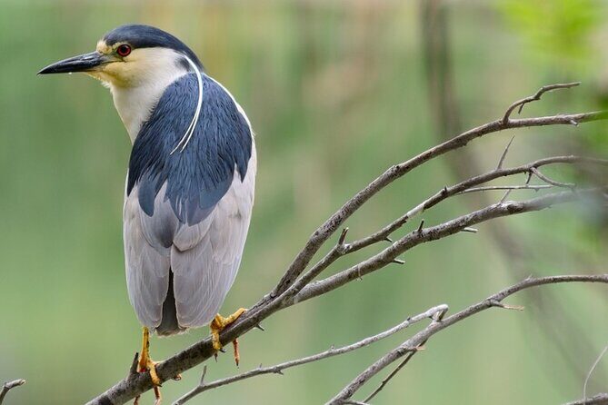 New York Urban Wildlife Sunset Boat Tour - A Closer Look at the Experience