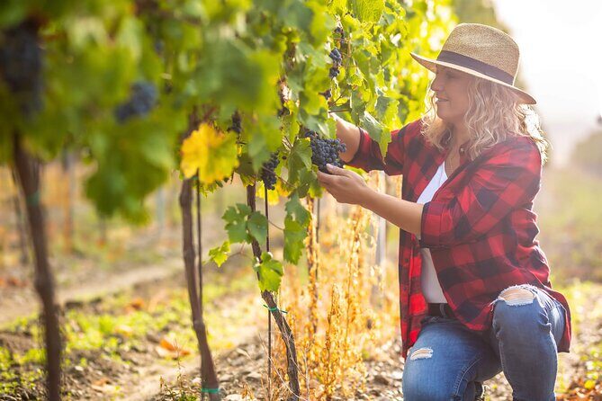 New York Wine Vineyard Tour - Authentic Experiences and Hidden Details
