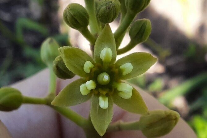 New Zealand Tauranga Tour with Transportation and Snacks - An Honest Look at the Itinerary