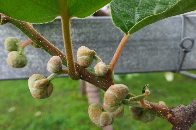 New Zealand Tauranga Tour with Transportation and Snacks - Who Will Love This Tour?