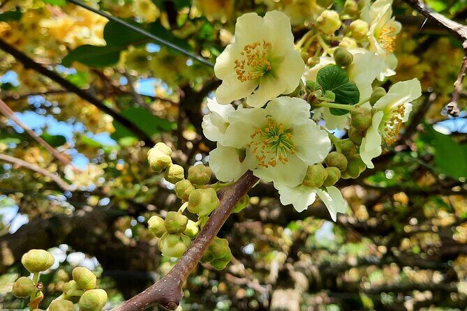 New Zealand Tauranga Tour with Transportation and Snacks - Practical Details for Travelers