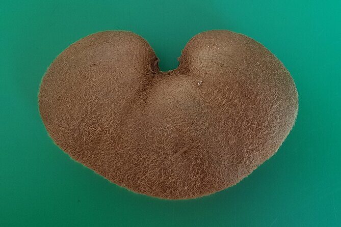 New Zealand Tauranga Tour with Transportation and Snacks - Final Thoughts: Is This Tour Right for You?