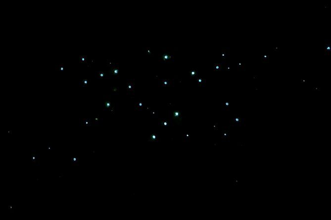 New Zealand Tauranga Tour with Transportation and Snacks - FAQ: Your Practical Questions Answered