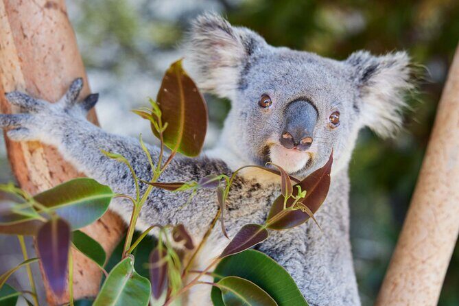 Newcastle: Animal Lovers Tour - Kangaroos, Dolphins & more! - The Sum Up